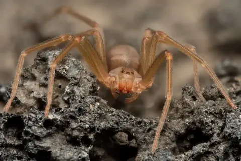 Mediterranean Recluse Spider