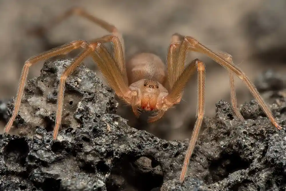 Mediterranean Recluse Spider