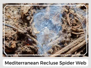 Mediterranean Recluse Spider Web