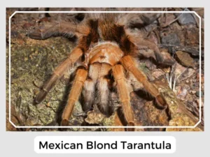 Mexican Blond Tarantula