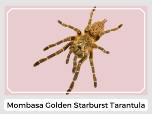 Mombasa Golden Starburst Tarantula