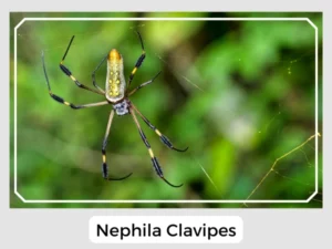 Nephila Clavipes