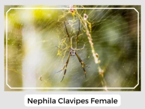 Nephila Clavipes Female