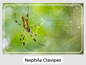 Nephila Clavipes Image
