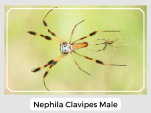 Nephila Clavipes Male