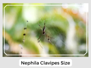 Nephila Clavipes Size