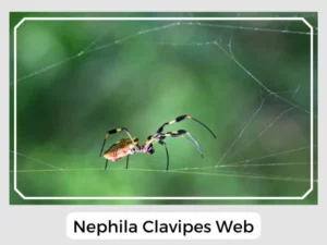 Nephila Clavipes Web