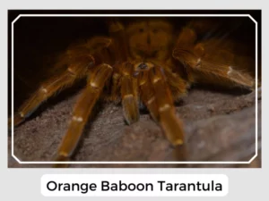 Orange Baboon Tarantula