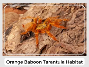 Orange Baboon Tarantula Habitat
