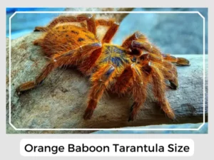 Orange Baboon Tarantula Size