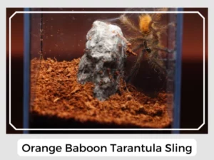 Orange Baboon Tarantula Sling