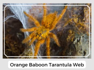 Orange Baboon Tarantula Web