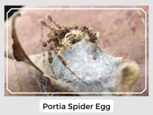 Portia Spider Egg