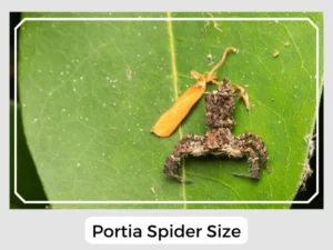 Portia Spider Size