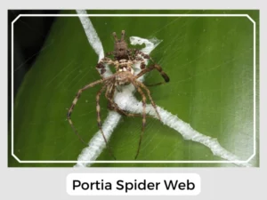 Portia Spider Web