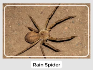 Rain Spider