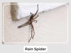 Rain Spider Image