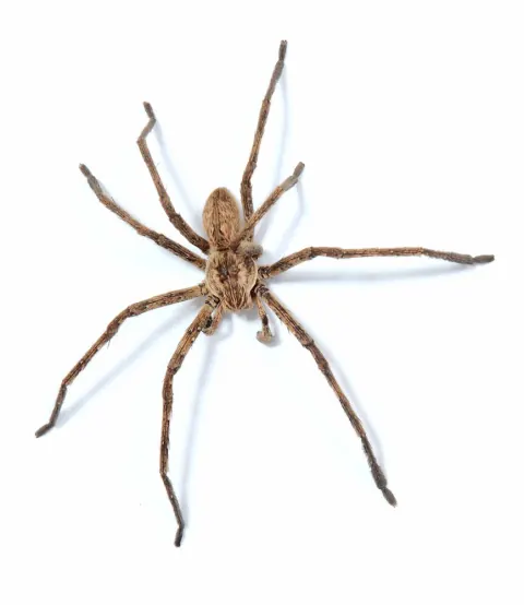 Rain Spider Picture