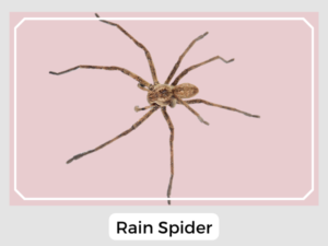 Rain Spider Picture
