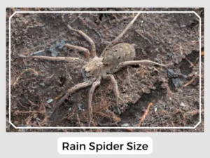 Rain Spider Size