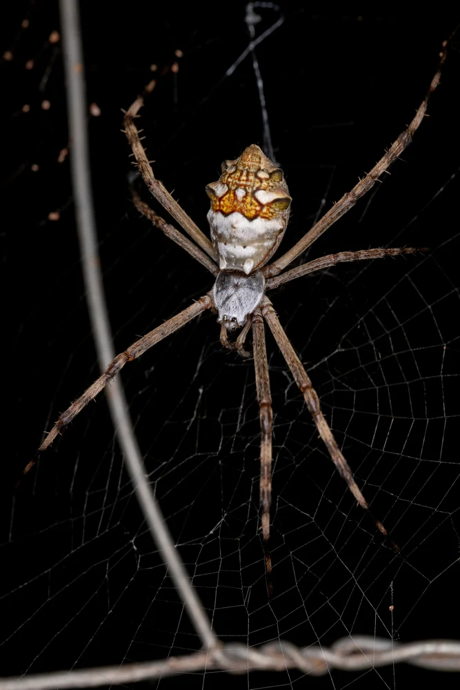 Silver Garden Spider