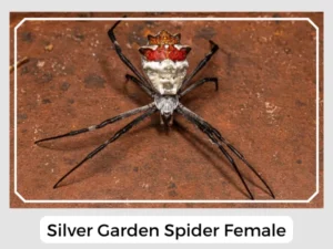 Silver Garden Spider Female