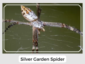 Silver Garden Spider Picture