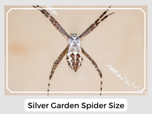 Silver Garden Spider Size