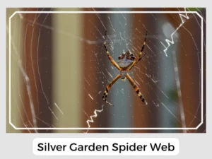 Silver Garden Spider Web