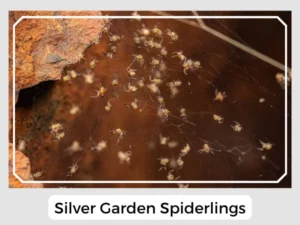 Silver Garden Spiderlings