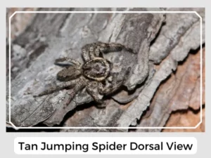 Tan Jumping Spider Dorsal View