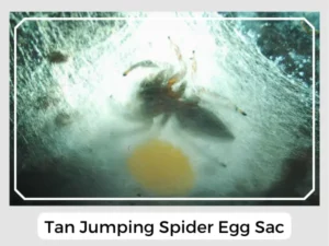 Tan Jumping Spider Egg Sac