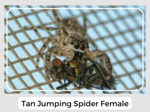 Tan Jumping Spider Female