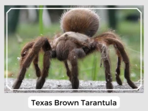 Texas Brown Tarantula