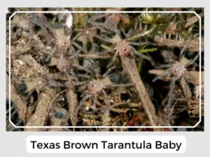 Texas Brown Tarantula Baby