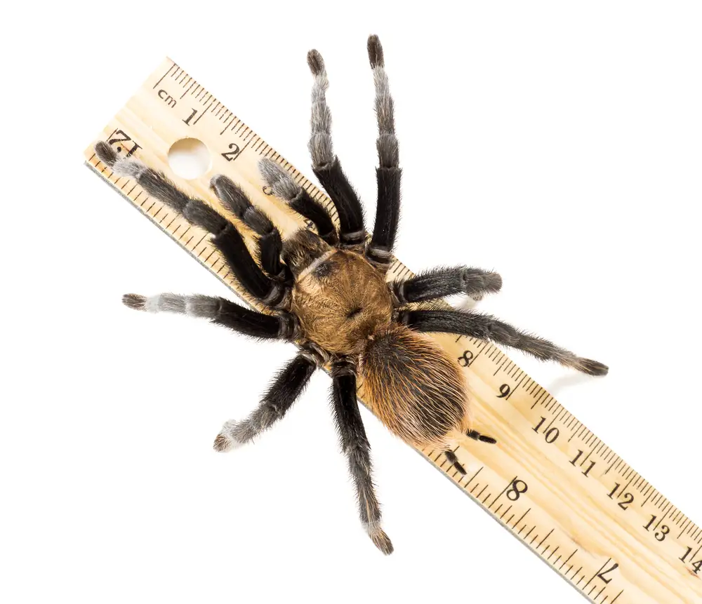 Texas Brown Tarantula Size