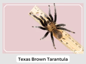 Texas Brown Tarantula Size