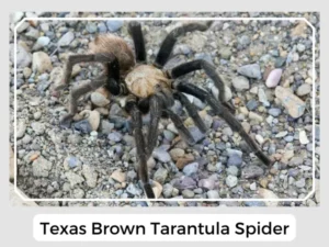 Texas Brown Tarantula Spider