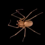 Texas Recluse Spider