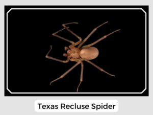 Texas Recluse Spider