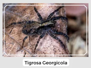 Tigrosa Georgicola Image