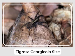Tigrosa Georgicola Size