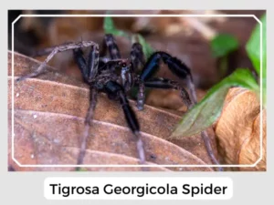 Tigrosa Georgicola Spider