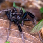 Tigrosa Georgicola Spider
