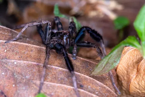 Tigrosa Georgicola Spider