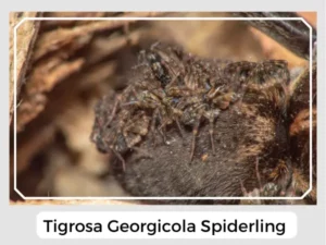 Tigrosa Georgicola Spiderling