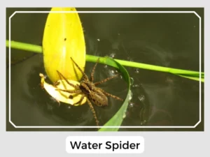Water Spider