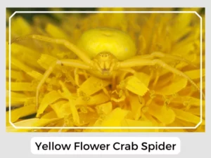 Yellow Flower Crab Spider