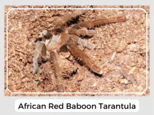 African Red Baboon Tarantula