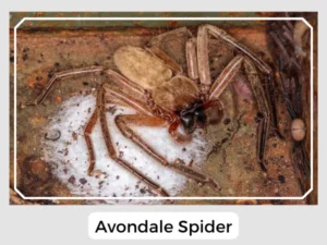 Avondale Spider